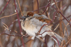 Passer domesticus