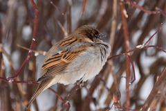 Passer domesticus