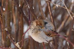 Passer domesticus