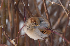 Passer domesticus