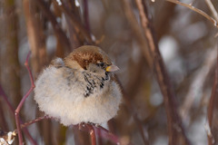 Passer domesticus
