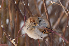 Passer domesticus