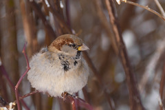 Passer domesticus