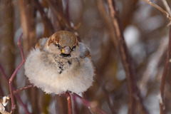 Passer domesticus