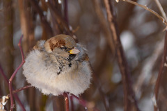 Passer domesticus