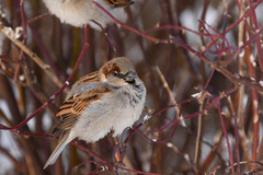 Passer domesticus