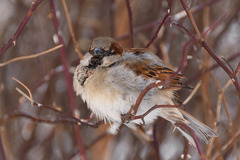 Passer domesticus