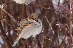 Passer domesticus