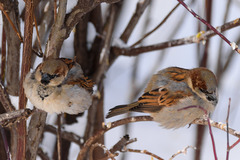 Passer domesticus
