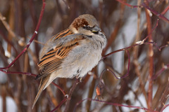 Passer domesticus