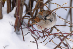 Passer domesticus