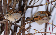 Passer domesticus