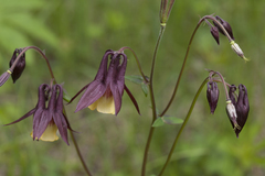 Aquilegia oxysepala