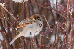Passer domesticus