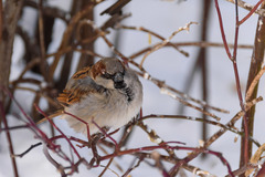 Passer domesticus