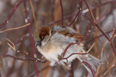 Passer domesticus