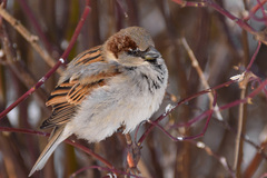 Passer domesticus