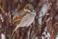 Passer domesticus