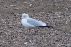 Larus delawarensis