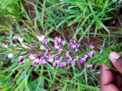 Brachycorythis pubescens