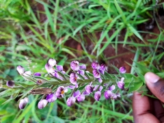 Brachycorythis pubescens