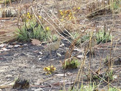 Pterocles quadricinctus