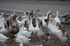 Anser anser domesticus × anser cygnoides domesticus