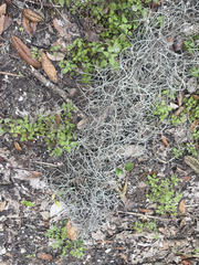 Tillandsia usneoides