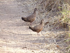 Ptilopachus petrosus