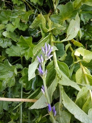 Asyneuma campanuloides