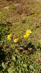 Senecio chrysanthemoides
