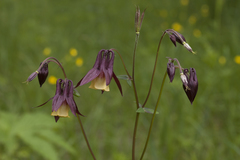 Aquilegia oxysepala