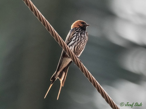 Lesser Striped Swallow