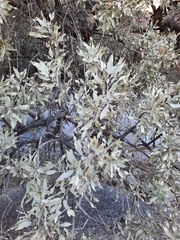 Sideroxylon leucophyllum