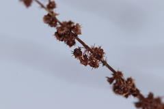 Rumex obtusifolius obtusifolius