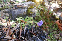 Primula glomerata