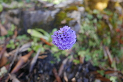 Primula glomerata