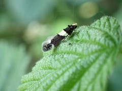 Recurvaria leucatella