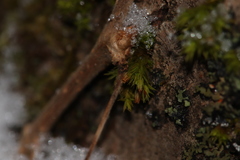 Orthotrichum ohioense