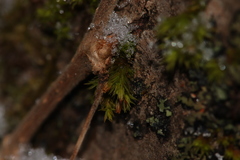 Orthotrichum ohioense