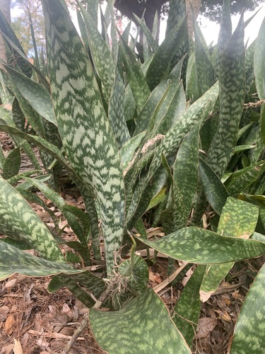 Dracaena trifasciata image