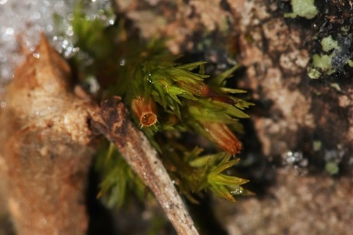 Orthotrichum ohioense