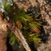 Orthotrichum ohioense - Photo (c) Sequoia Janirella Wrens,  זכויות יוצרים חלקיות (CC BY-NC), הועלה על ידי Sequoia Janirella Wrens