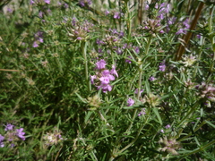 Thymus pallasianus
