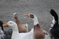 Anas platyrhynchos domesticus