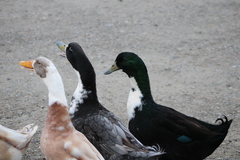 Anas platyrhynchos domesticus