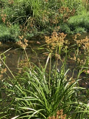 Cyperus dives