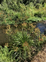 Cyperus dives