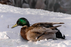 Anas platyrhynchos