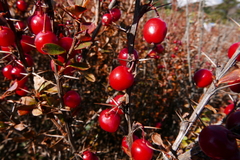 Berberis angulosa